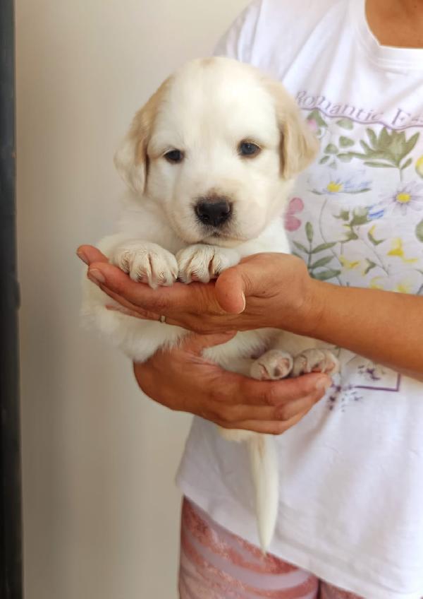 Bella cucciola da sogno taglia media Foto 4